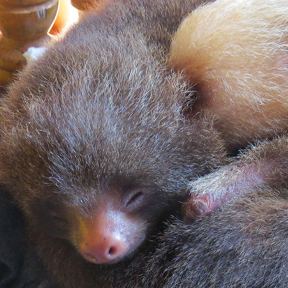 Perezosos en Costa Rica