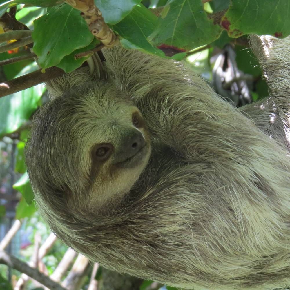 Perezosos en Costa Rica