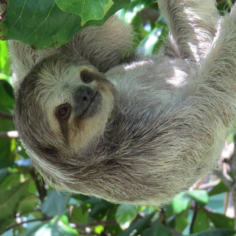 Perezosos en Costa Rica