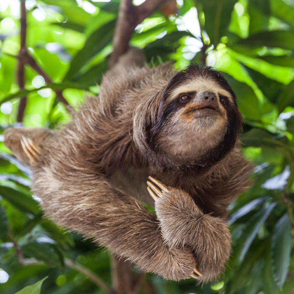 Perezosos en Costa Rica
