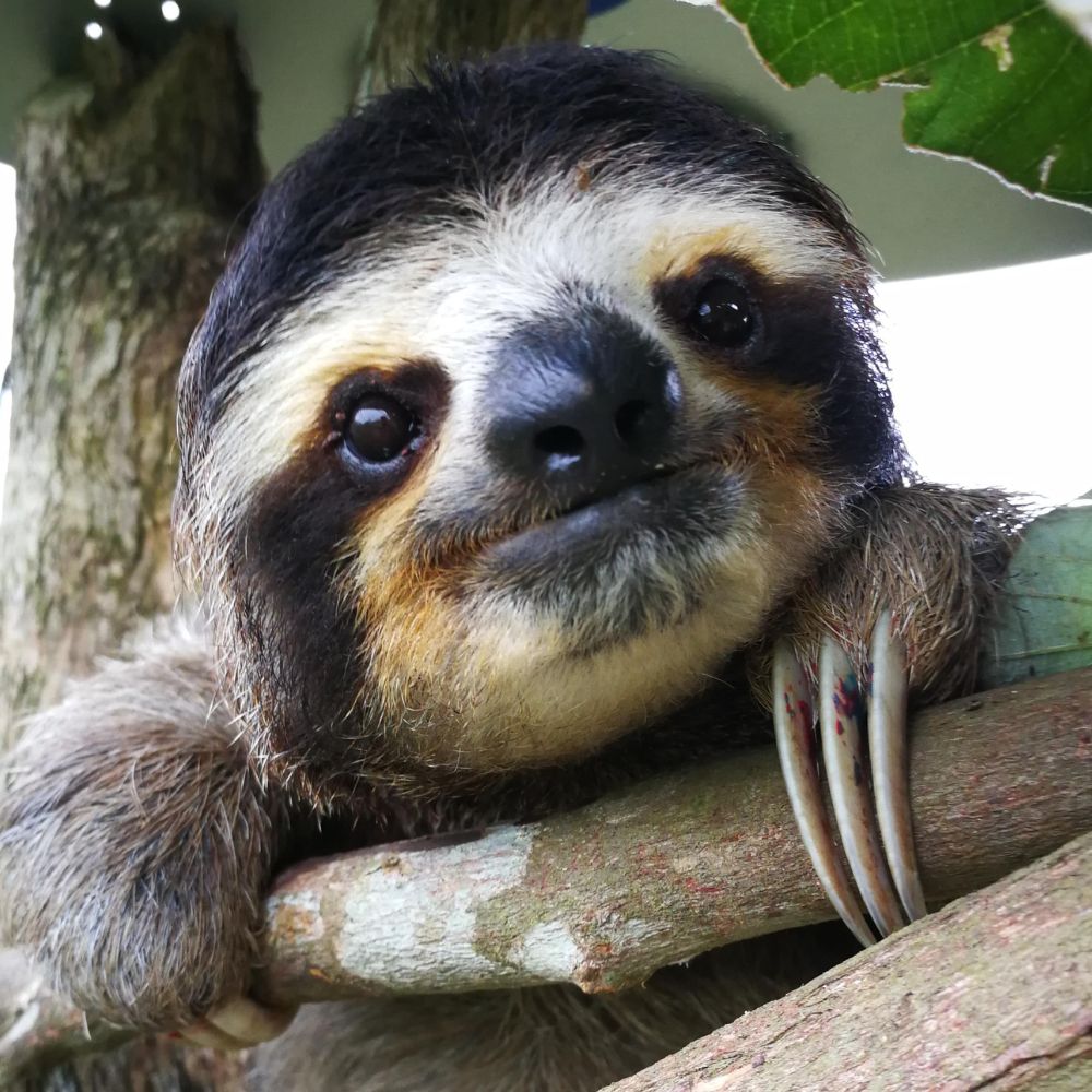 Perezosos en Costa Rica