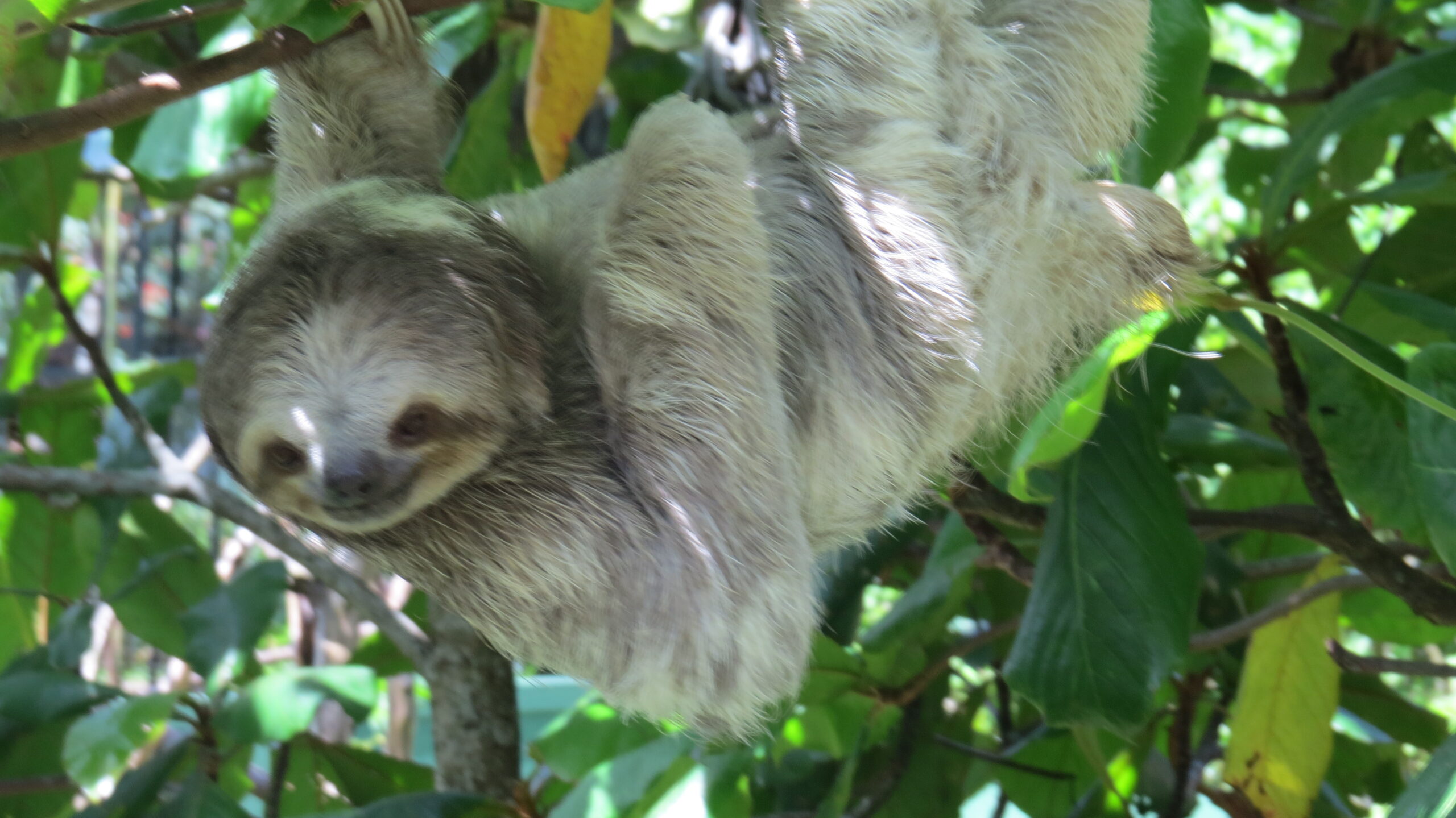 Perezosos en Costa Rica