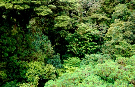 Monteverde Cloud Forest