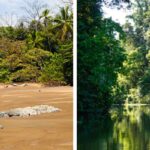 Corcovado or Tortuguero