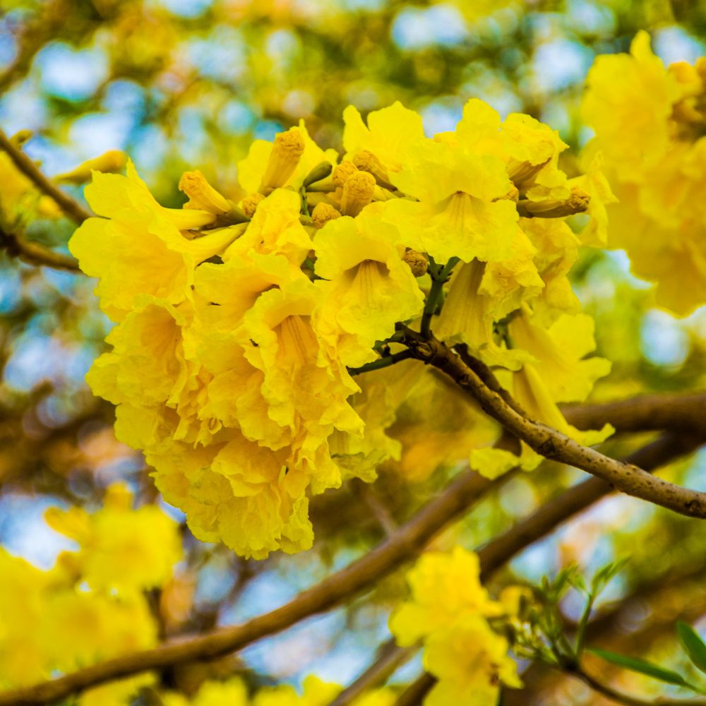 Yellow Pui Tree in bloom | Costa Rica in April