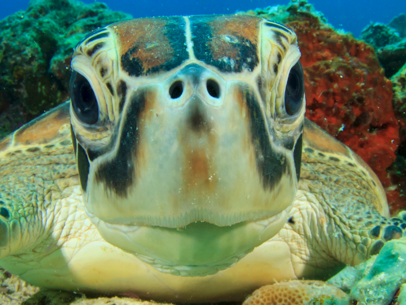 Turtles are visible in February in Costa Rica on the Pacific Coast