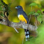 Black Headed Trogon in the beach in Costa Rica | Olga Saenz Creative Content Writer