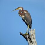 Tricolored Heron in the beach in Costa Rica | Olga Saenz Creative Content Writer