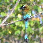 Turquoise-Browed Mot Mot in the beach in Costa Rica | Olga Saenz Creative Content Writer