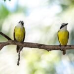 Great Kiskadee in the beach in Costa Rica | Olga Saenz Creative Content Writer