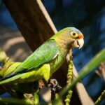 Orange Fronted Parakeet in the beach in Costa Rica | Olga Saenz Creative Content Writer