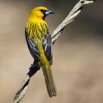 Streak-Backed Oriole in the beach in Costa Rica | Olga Saenz Creative Content Writer