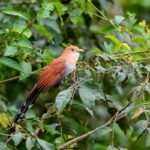 Squirrel Cuckoo in the beach in Costa Rica | Olga Saenz Creative Content Writer