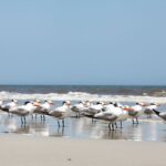 Royal Tern in the beach in Costa Rica | Olga Saenz Creative Content Writer