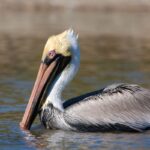 Brown Pelican in the beach in Costa Rica | Olga Saenz Creative Content Writer