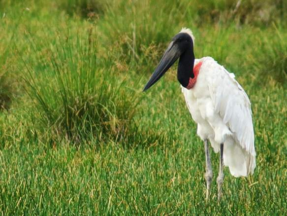 Jabiru at Palo Verde National Park, close to the best beaches in Costa Rica | Olga Saenz, Creative Content Writer