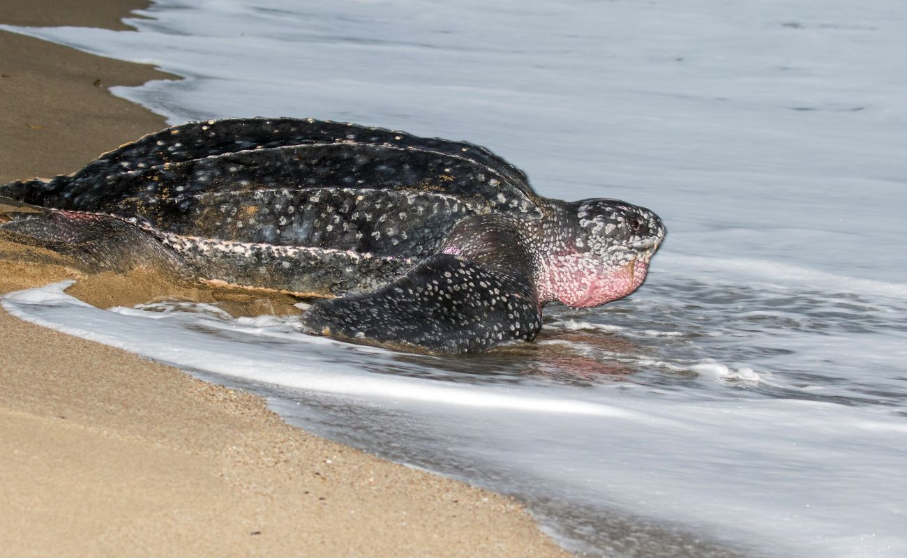 Leatherback Turtle | Best Beaches in Costa Rica