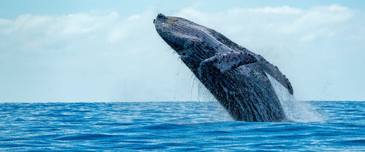 Whales in February in Costa Rica