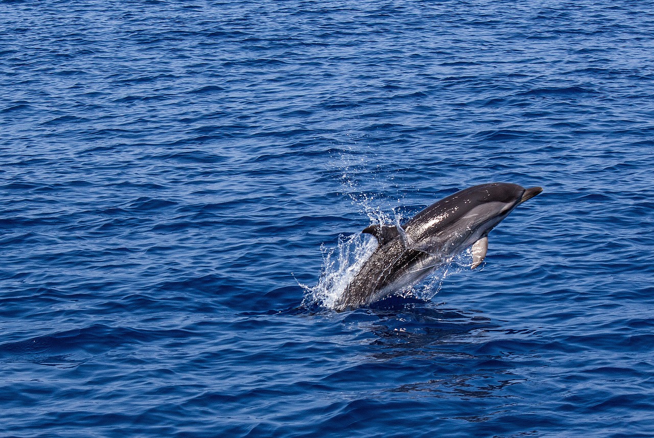 Dolphins are visible all year round and also in February in Costa Rica