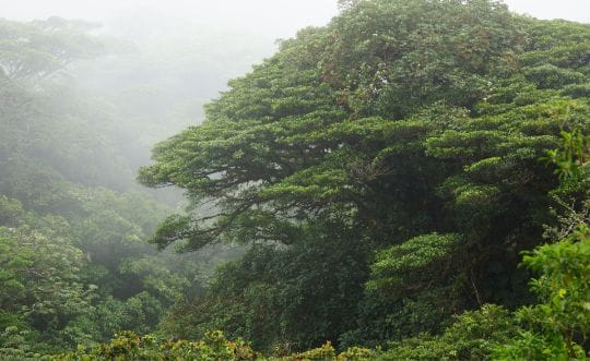 Art Retreat in Costa RIca