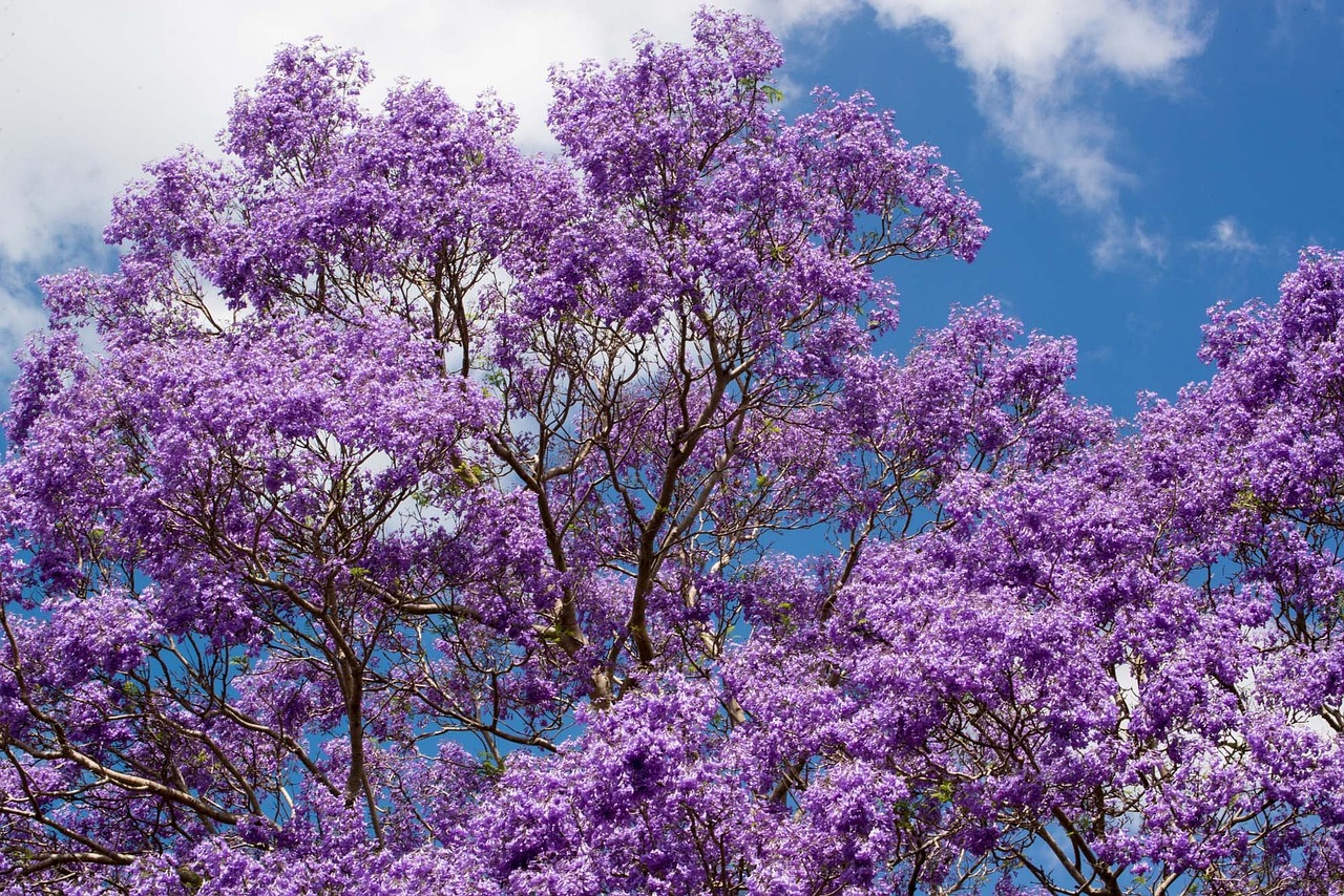 Jacarandas are in bloom in February in Costa Rica