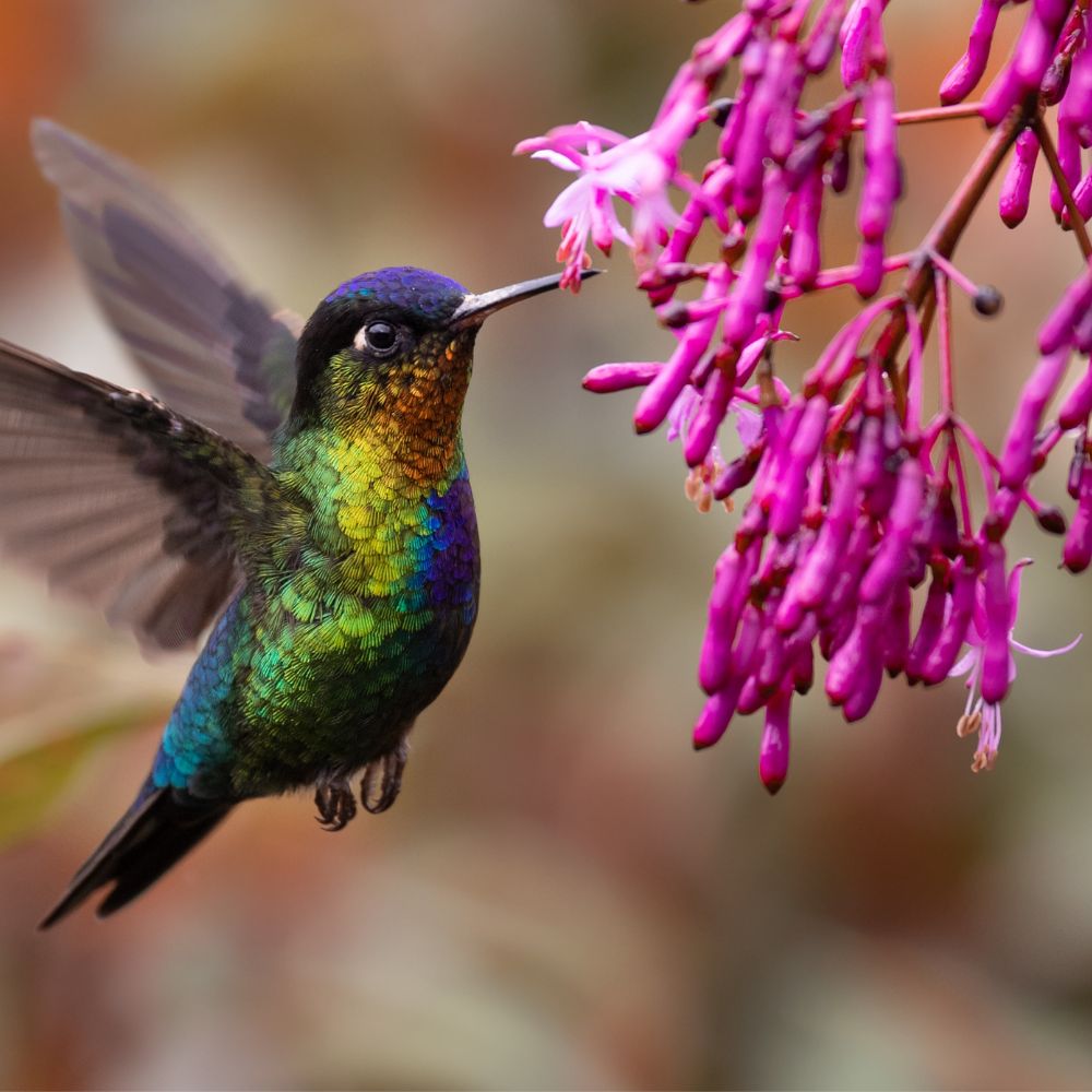 Hummingbirds are usual in February in Costa Rica