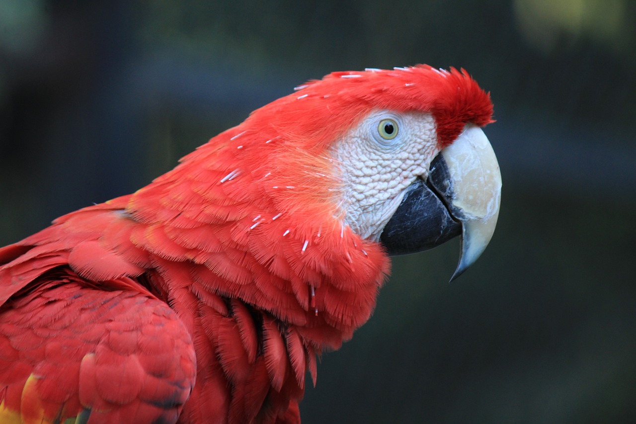 Scarlet Macaws in February in Costa Rica