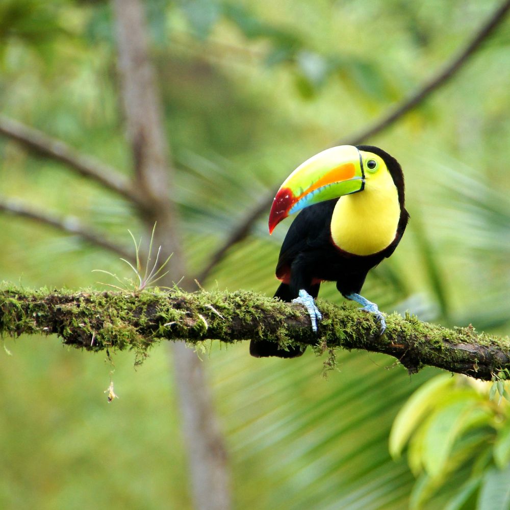 Keel Billed Toucan | April in Costa Rica | Costa Rica in April