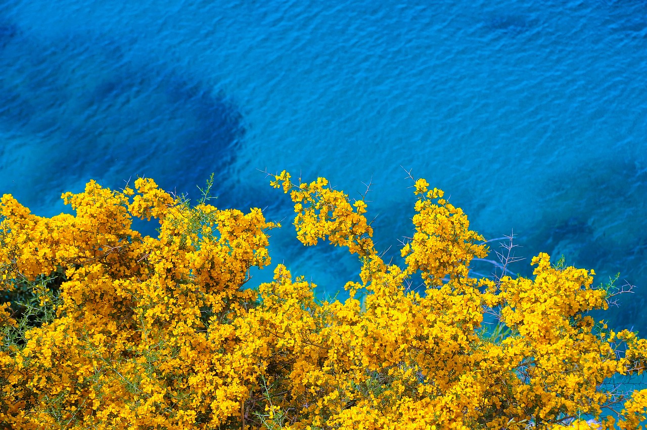 Yellow Pui in January in Costa Rica 