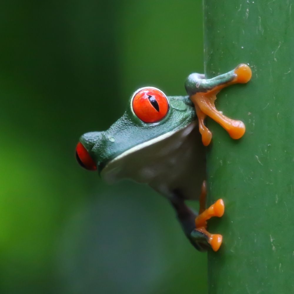Must see Places in Costa Rica: Tortuguero National Park