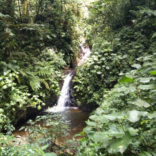 Monteverde Cloud Forest