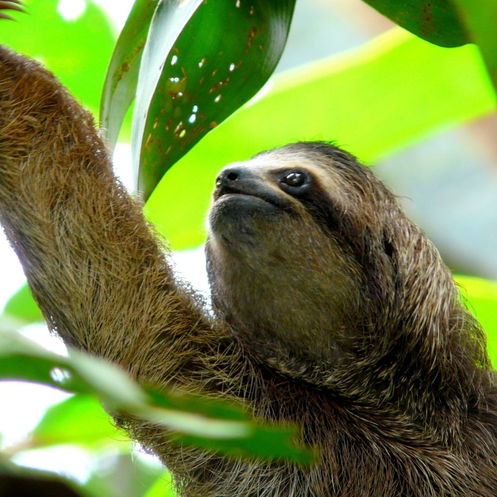 Sloths are usual in February in Costa Rica