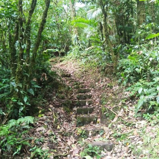 Monteverde Cloud Forest