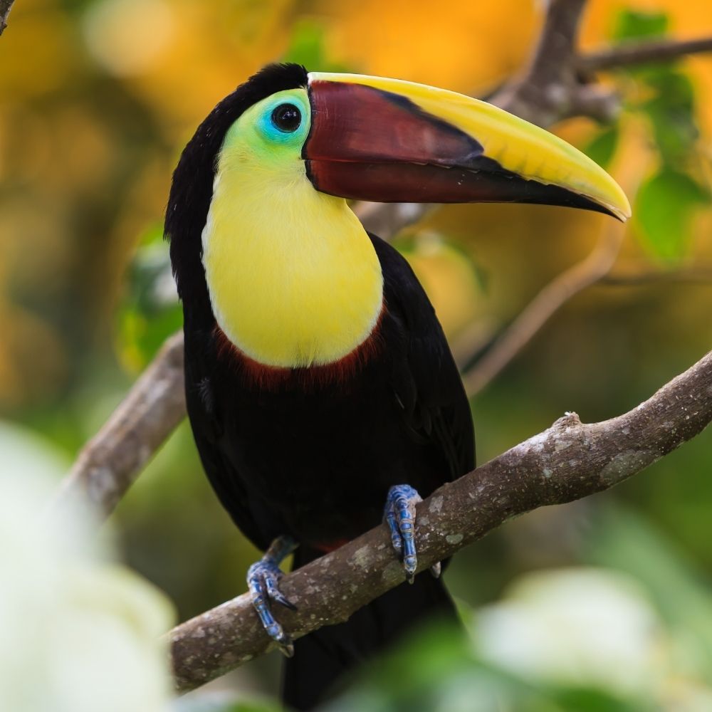There are six species of Toucans visible in February in Costa Rica