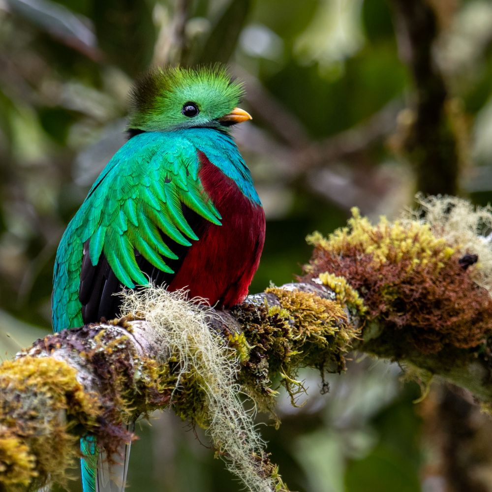 The Resplendent Quetzal is beginning to be visible in February in Costa Rica