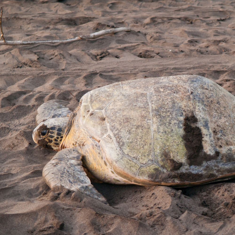 Sea Turtles in Costa Rica in January