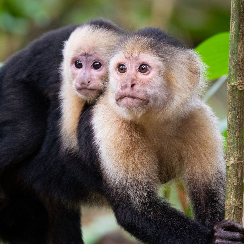 Must see Places in Costa Rica: Tortuguero National Park