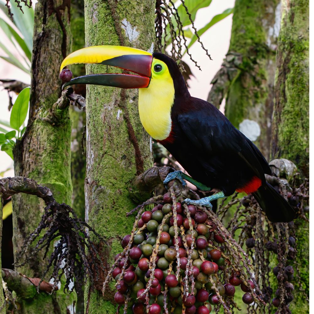 Must see Places in Costa Rica: Tortuguero National Park