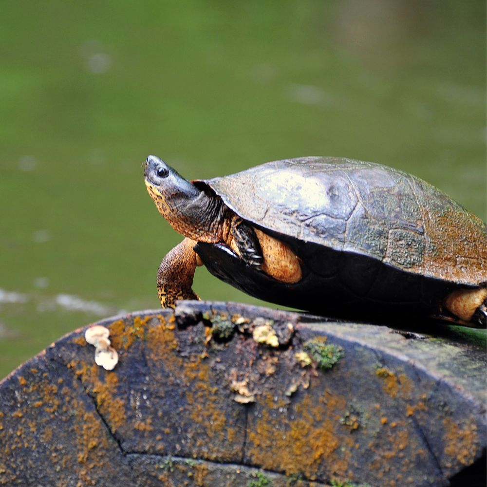 Must see Places in Costa Rica: Tortuguero National Park