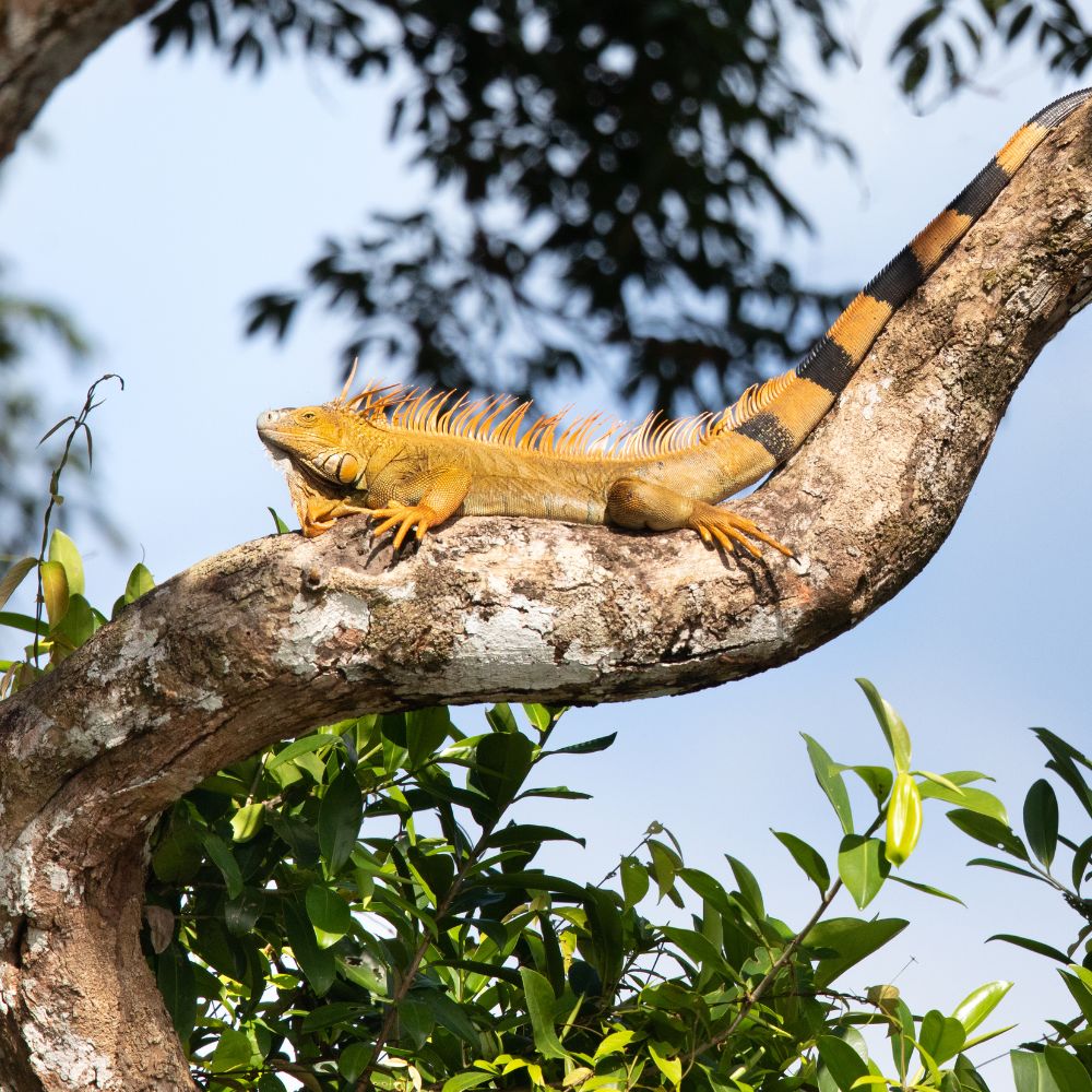 Must see Places in Costa Rica: Tortuguero National Park