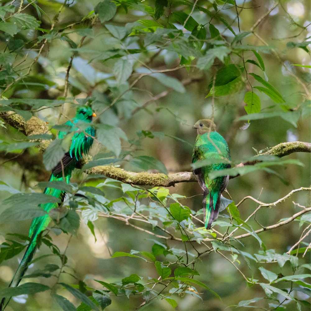 Must-visit places in costa ricaa | Monteverde Cloud Forest