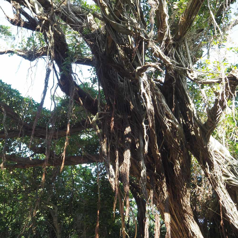 Must-visit places in Costa Rica | Monteverde Cloud Forests