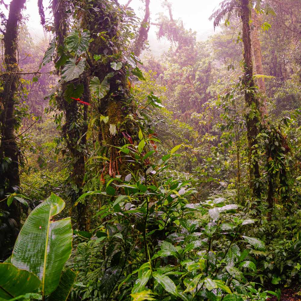 Must-visit places in Costa Rica | Monteverde Cloud Forests