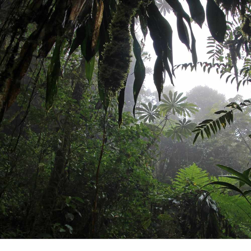 Must-visit places in Costa Rica | Monteverde Cloud Forest