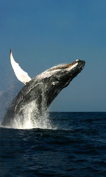Humpback Whales in Costa Rica in January