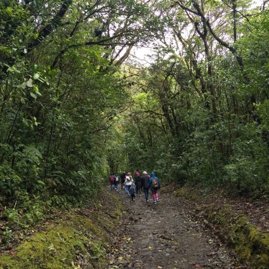 Cloud Forest in Monteverde