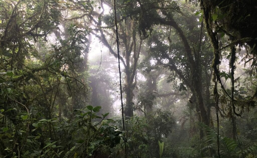 mONTEVERDE