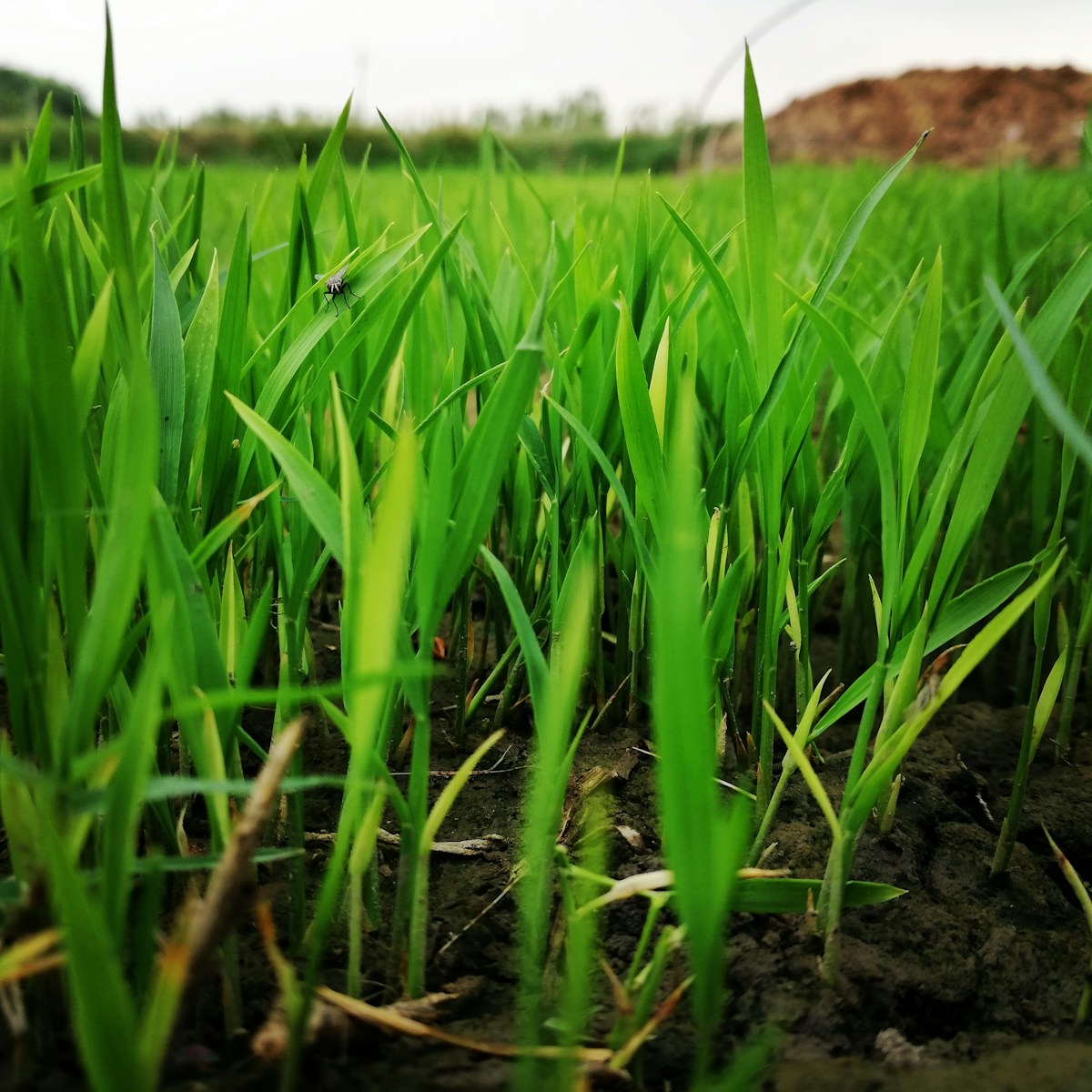 Sugar cane season | February in Costa Rica