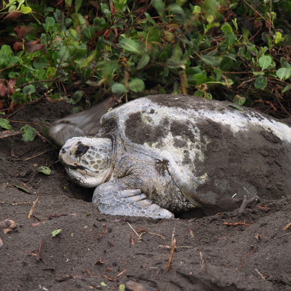 Corcovado or Tortuguero 