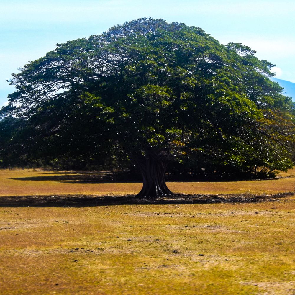 Pacific or Caribbean Coast in Costa Rica